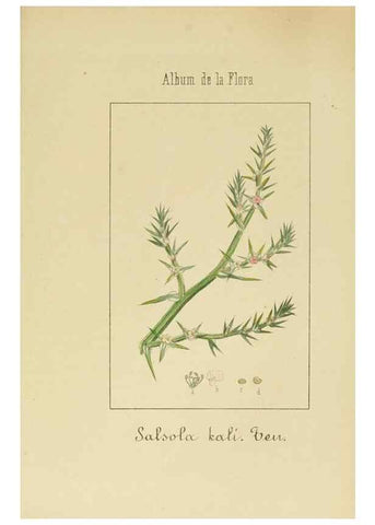 Reproducción/Reproduction 8157676026: Album de la flora médico-farmacéutica é industrial, indígena y exótica,. Madrid,Impr. de la Galeria literaria,1862-64.