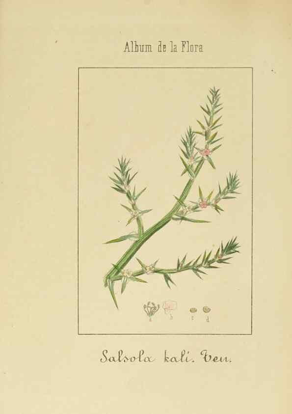 Reproducción/Reproduction 8157676026: Album de la flora médico-farmacéutica é industrial, indígena y exótica,. Madrid,Impr. de la Galeria literaria,1862-64.