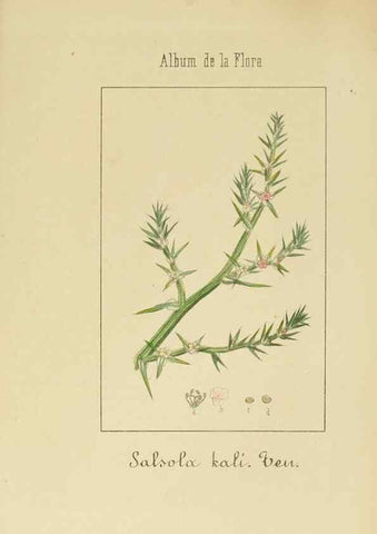 Reproducción/Reproduction 8157676026: Album de la flora médico-farmacéutica é industrial, indígena y exótica,. Madrid,Impr. de la Galeria literaria,1862-64.