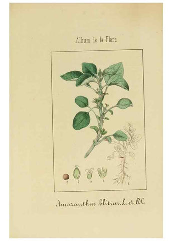 Reproducción/Reproduction 8157676442: Album de la flora médico-farmacéutica é industrial, indígena y exótica,. Madrid,Impr. de la Galeria literaria,1862-64.
