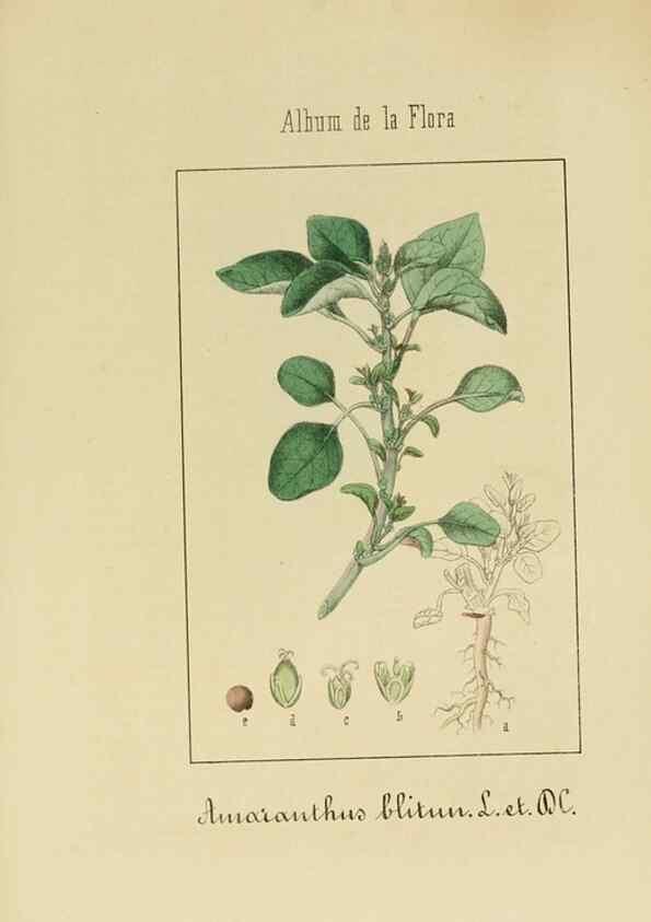 Reproducción/Reproduction 8157676442: Album de la flora médico-farmacéutica é industrial, indígena y exótica,. Madrid,Impr. de la Galeria literaria,1862-64.