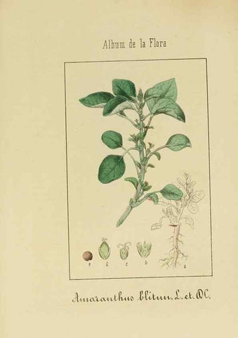 Reproducción/Reproduction 8157676442: Album de la flora médico-farmacéutica é industrial, indígena y exótica,. Madrid,Impr. de la Galeria literaria,1862-64.