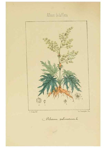 Reproducción/Reproduction 8157676866: Album de la flora médico-farmacéutica é industrial, indígena y exótica,. Madrid,Impr. de la Galeria literaria,1862-64.
