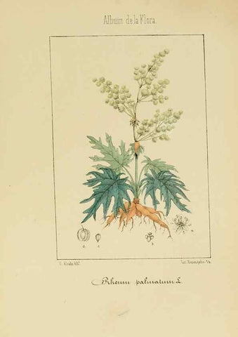 Reproducción/Reproduction 8157676866: Album de la flora médico-farmacéutica é industrial, indígena y exótica,. Madrid,Impr. de la Galeria literaria,1862-64.