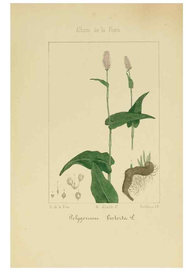 Reproducción/Reproduction 8157644575: Album de la flora médico-farmacéutica é industrial, indígena y exótica,. Madrid,Impr. de la Galeria literaria,1862-64.