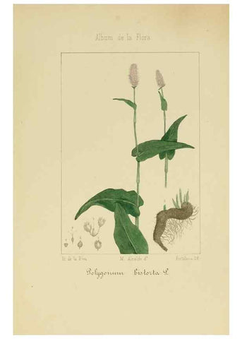 Reproducción/Reproduction 8157644575: Album de la flora médico-farmacéutica é industrial, indígena y exótica,. Madrid,Impr. de la Galeria literaria,1862-64.