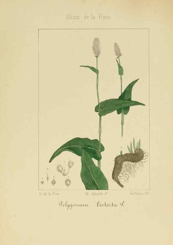 Reproducción/Reproduction 8157644575: Album de la flora médico-farmacéutica é industrial, indígena y exótica,. Madrid,Impr. de la Galeria literaria,1862-64.