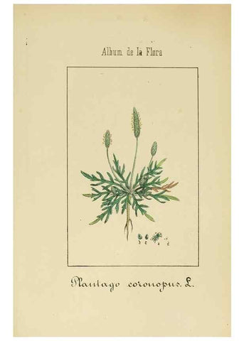 Reproducción/Reproduction 8157641485: Album de la flora médico-farmacéutica é industrial, indígena y exótica,. Madrid,Impr. de la Galeria literaria,1862-64.