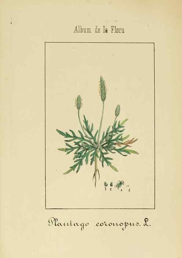 Reproducción/Reproduction 8157641485: Album de la flora médico-farmacéutica é industrial, indígena y exótica,. Madrid,Impr. de la Galeria literaria,1862-64.