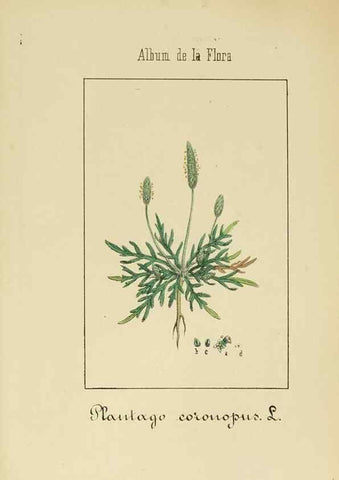Reproducción/Reproduction 8157641485: Album de la flora médico-farmacéutica é industrial, indígena y exótica,. Madrid,Impr. de la Galeria literaria,1862-64.