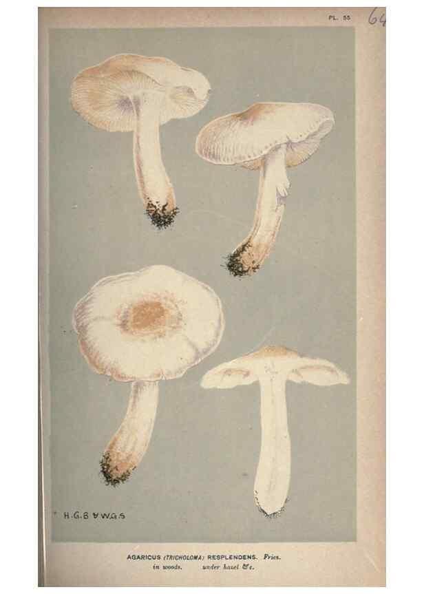 Reproducción/Reproduction 8163919454: Illustrations of British Fungi (Hymenomycetes), to serve as an atlas to the ""Handbook of British Fungi"".. LondonWilliams and Norgate1881-91