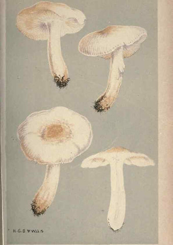Reproducción/Reproduction 8163919454: Illustrations of British Fungi (Hymenomycetes), to serve as an atlas to the ""Handbook of British Fungi"".. LondonWilliams and Norgate1881-91
