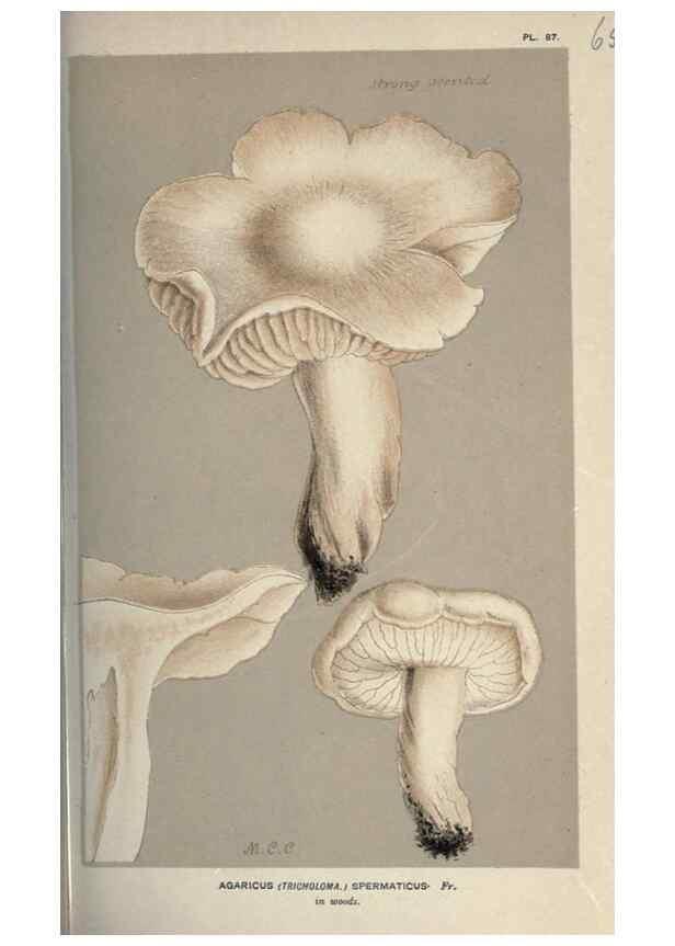 Reproducción/Reproduction 8163886627: Illustrations of British Fungi (Hymenomycetes), to serve as an atlas to the ""Handbook of British Fungi"".. LondonWilliams and Norgate1881-91