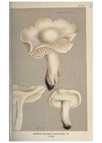 Reproducción/Reproduction 8163886627: Illustrations of British Fungi (Hymenomycetes), to serve as an atlas to the ""Handbook of British Fungi"".. LondonWilliams and Norgate1881-91