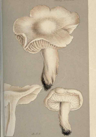Reproducción/Reproduction 8163886627: Illustrations of British Fungi (Hymenomycetes), to serve as an atlas to the ""Handbook of British Fungi"".. LondonWilliams and Norgate1881-91