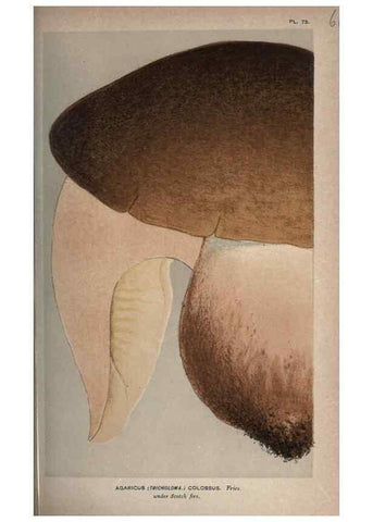 Reproducción/Reproduction 8163920552: Illustrations of British Fungi (Hymenomycetes), to serve as an atlas to the ""Handbook of British Fungi"".. LondonWilliams and Norgate1881-91