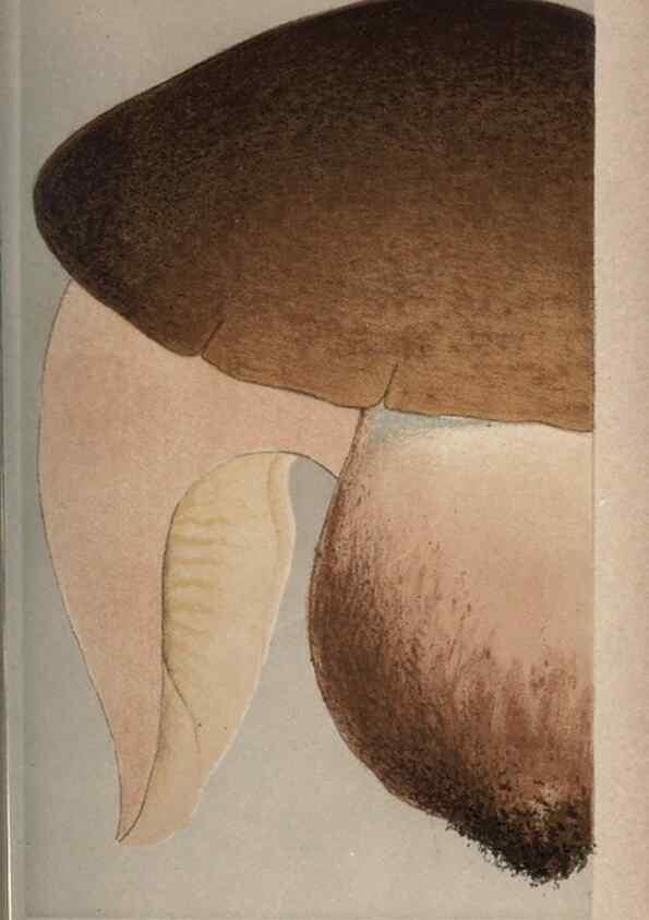 Reproducción/Reproduction 8163920552: Illustrations of British Fungi (Hymenomycetes), to serve as an atlas to the ""Handbook of British Fungi"".. LondonWilliams and Norgate1881-91