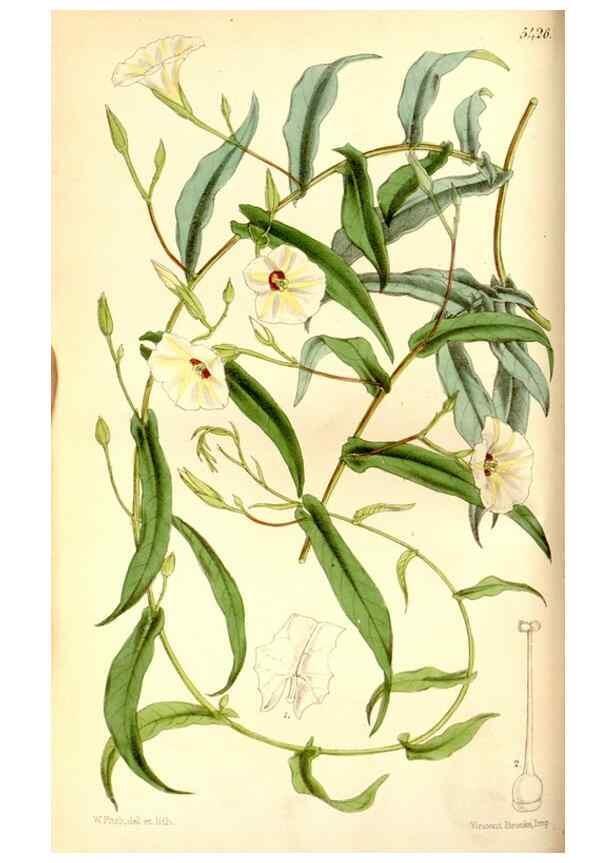 Reproducción/Reproduction 8167000815: Curtis's botanical magazine.. London ;New York [etc.] :Academic Press [etc.]