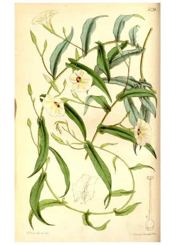 Reproducción/Reproduction 8167000815: Curtis's botanical magazine.. London ;New York [etc.] :Academic Press [etc.]