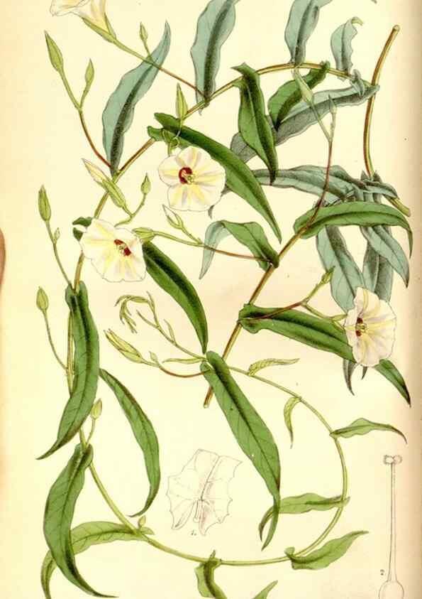 Reproducción/Reproduction 8167000815: Curtis's botanical magazine.. London ;New York [etc.] :Academic Press [etc.]