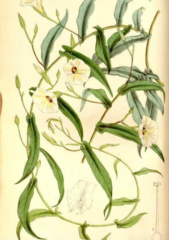 Reproducción/Reproduction 8167000815: Curtis's botanical magazine.. London ;New York [etc.] :Academic Press [etc.]