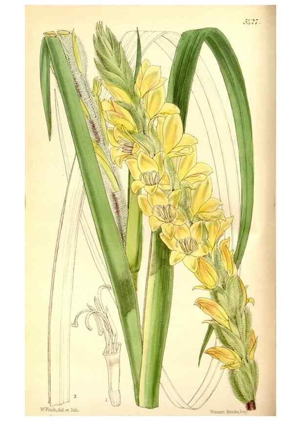 Reproducción/Reproduction 8167030646: Curtis's botanical magazine.. London ;New York [etc.] :Academic Press [etc.]