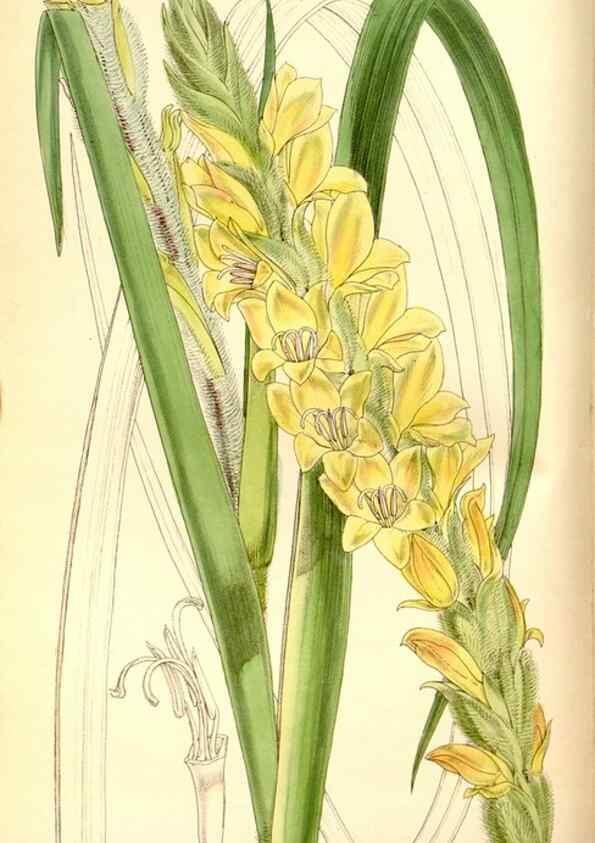 Reproducción/Reproduction 8167030646: Curtis's botanical magazine.. London ;New York [etc.] :Academic Press [etc.]