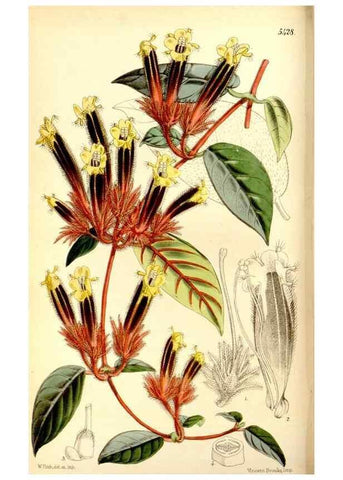 Reproducción/Reproduction 8167031494: Curtis's botanical magazine.. London ;New York [etc.] :Academic Press [etc.]