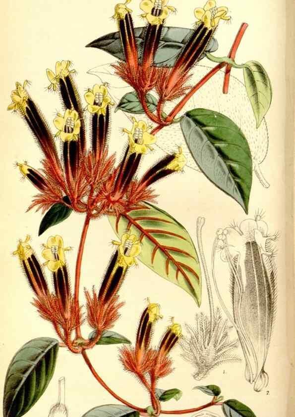 Reproducción/Reproduction 8167031494: Curtis's botanical magazine.. London ;New York [etc.] :Academic Press [etc.]
