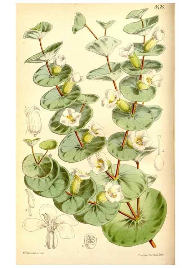 Reproducción/Reproduction 8167003233: Curtis's botanical magazine.. London ;New York [etc.] :Academic Press [etc.]