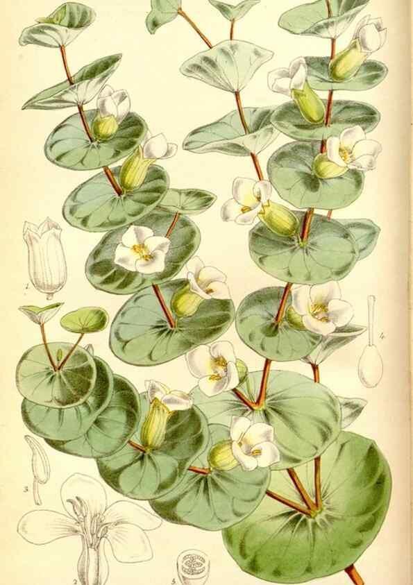 Reproducción/Reproduction 8167003233: Curtis's botanical magazine.. London ;New York [etc.] :Academic Press [etc.]
