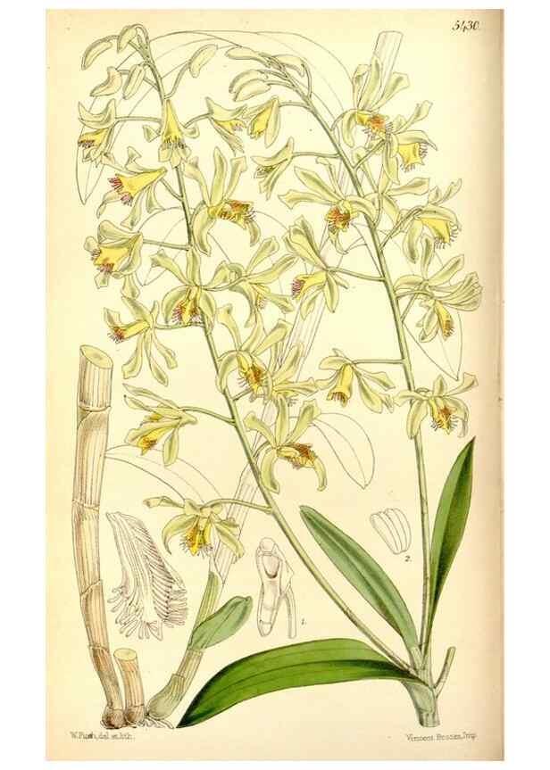 Reproducción/Reproduction 8167033164: Curtis's botanical magazine.. London ;New York [etc.] :Academic Press [etc.]
