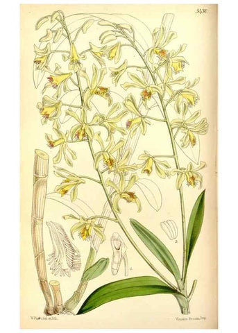 Reproducción/Reproduction 8167033164: Curtis's botanical magazine.. London ;New York [etc.] :Academic Press [etc.]