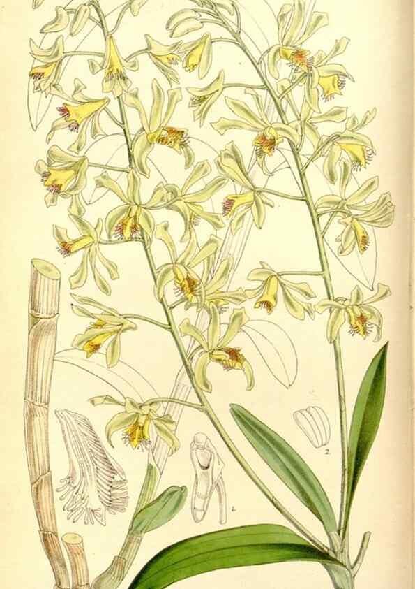 Reproducción/Reproduction 8167033164: Curtis's botanical magazine.. London ;New York [etc.] :Academic Press [etc.]