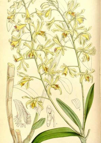 Reproducción/Reproduction 8167033164: Curtis's botanical magazine.. London ;New York [etc.] :Academic Press [etc.]