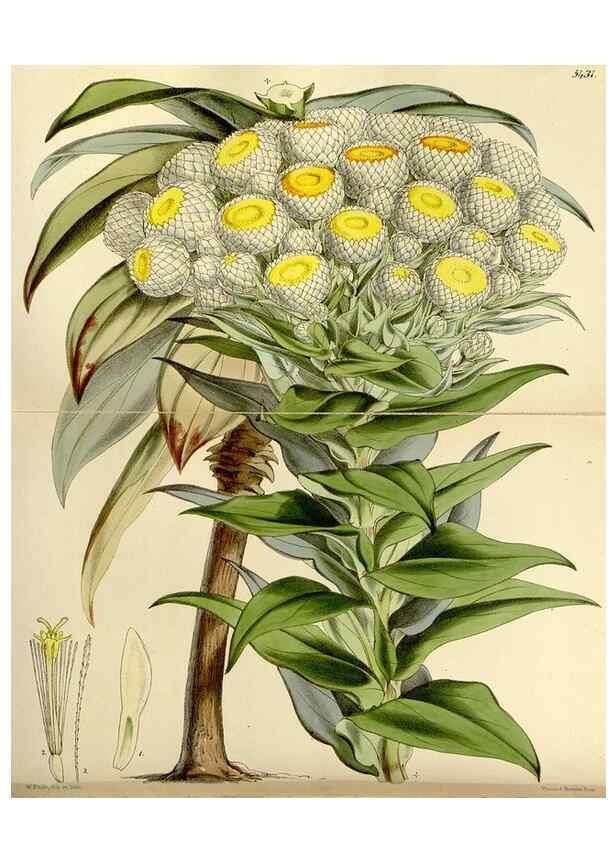 Reproducción/Reproduction 8167034018: Curtis's botanical magazine.. London ;New York [etc.] :Academic Press [etc.]