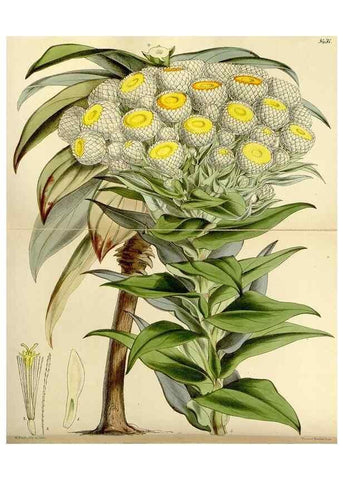 Reproducción/Reproduction 8167034018: Curtis's botanical magazine.. London ;New York [etc.] :Academic Press [etc.]