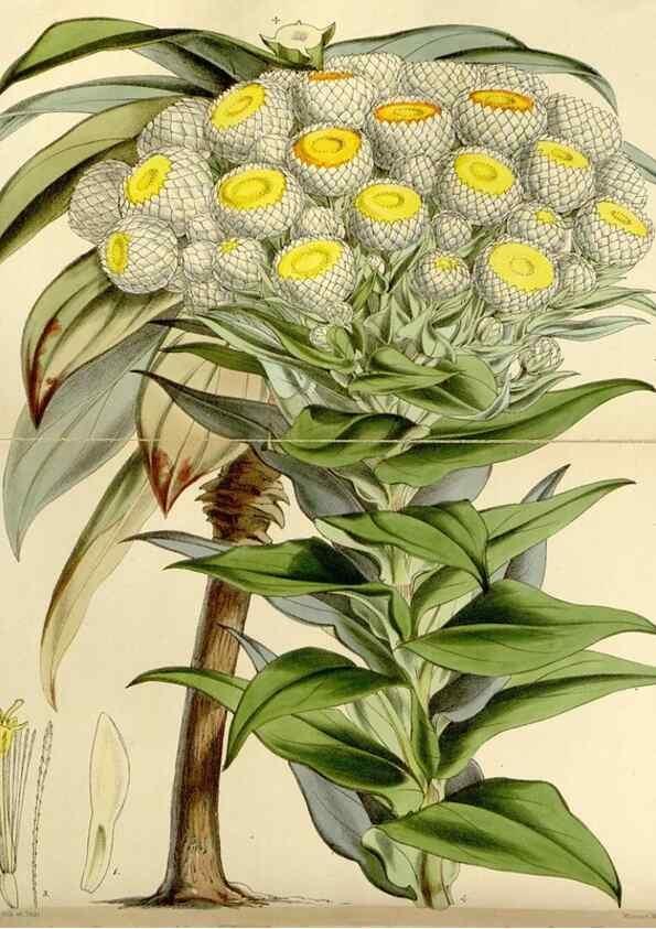 Reproducción/Reproduction 8167034018: Curtis's botanical magazine.. London ;New York [etc.] :Academic Press [etc.]