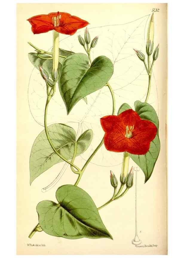 Reproducción/Reproduction 8167005531: Curtis's botanical magazine.. London ;New York [etc.] :Academic Press [etc.]