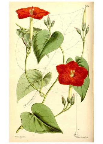 Reproducción/Reproduction 8167005531: Curtis's botanical magazine.. London ;New York [etc.] :Academic Press [etc.]