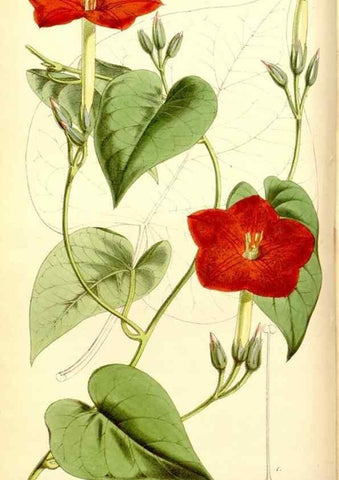 Reproducción/Reproduction 8167005531: Curtis's botanical magazine.. London ;New York [etc.] :Academic Press [etc.]