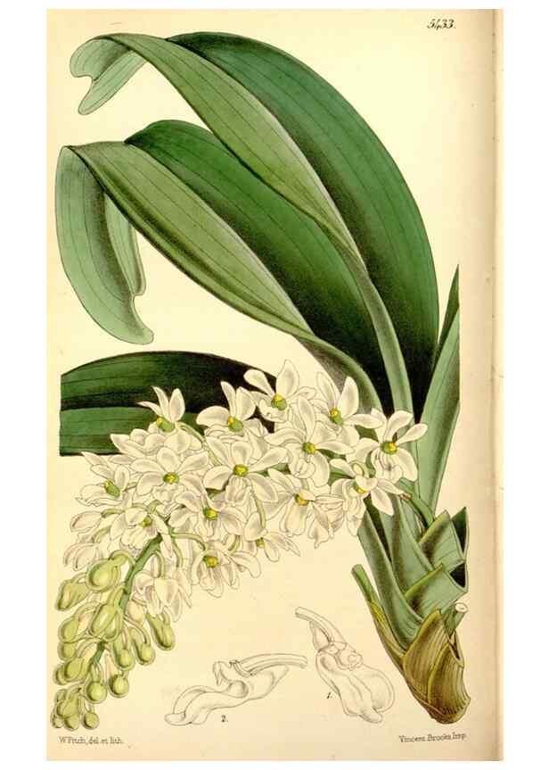 Reproducción/Reproduction 8167035370: Curtis's botanical magazine.. London ;New York [etc.] :Academic Press [etc.]