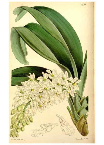 Reproducción/Reproduction 8167035370: Curtis's botanical magazine.. London ;New York [etc.] :Academic Press [etc.]