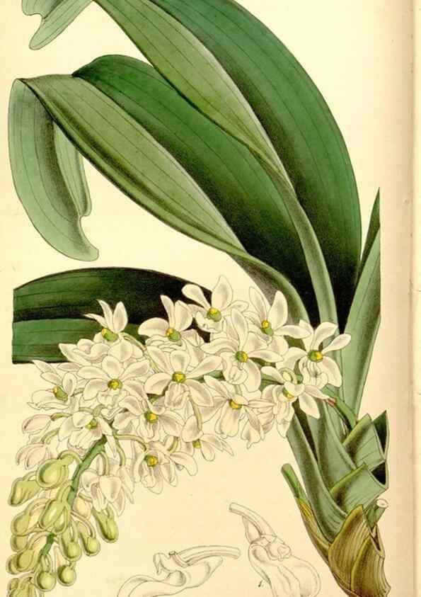 Reproducción/Reproduction 8167035370: Curtis's botanical magazine.. London ;New York [etc.] :Academic Press [etc.]