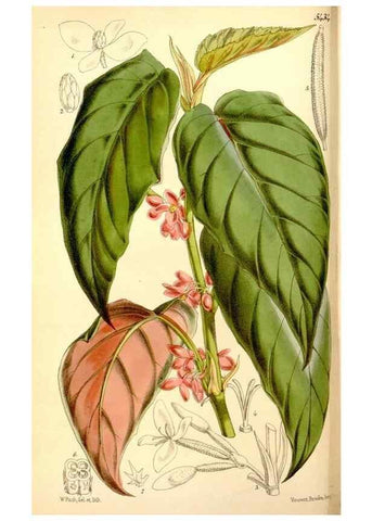 Reproducción/Reproduction 8167036236: Curtis's botanical magazine.. London ;New York [etc.] :Academic Press [etc.]