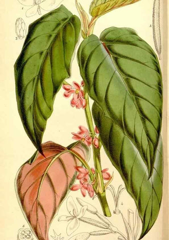 Reproducción/Reproduction 8167036236: Curtis's botanical magazine.. London ;New York [etc.] :Academic Press [etc.]