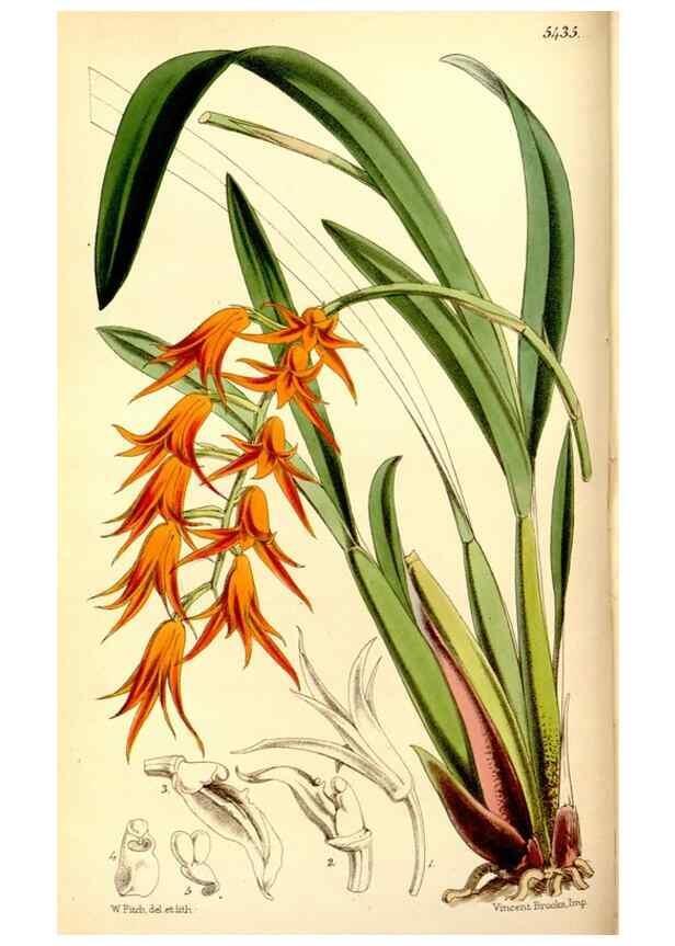 Reproducción/Reproduction 8167037030: Curtis's botanical magazine.. London ;New York [etc.] :Academic Press [etc.]