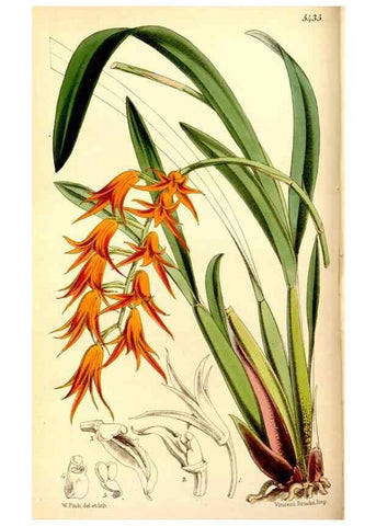 Reproducción/Reproduction 8167037030: Curtis's botanical magazine.. London ;New York [etc.] :Academic Press [etc.]