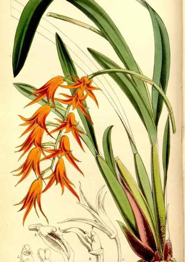 Reproducción/Reproduction 8167037030: Curtis's botanical magazine.. London ;New York [etc.] :Academic Press [etc.]