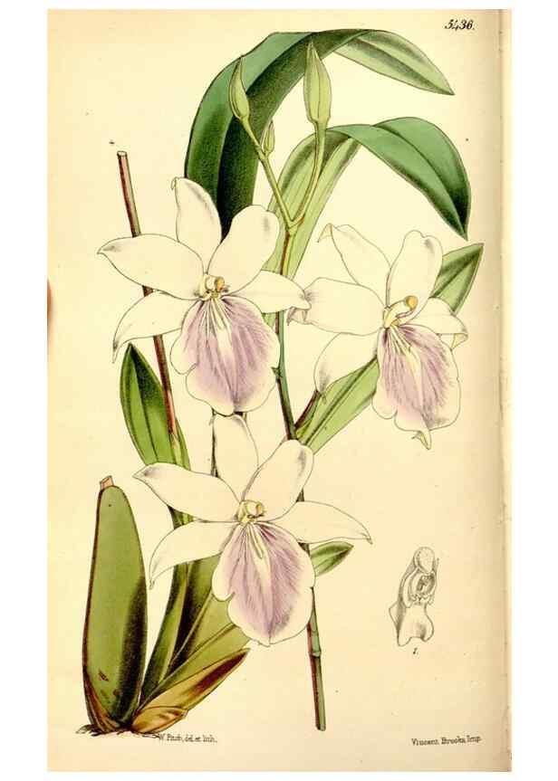 Reproducción/Reproduction 8167008645: Curtis's botanical magazine.. London ;New York [etc.] :Academic Press [etc.]